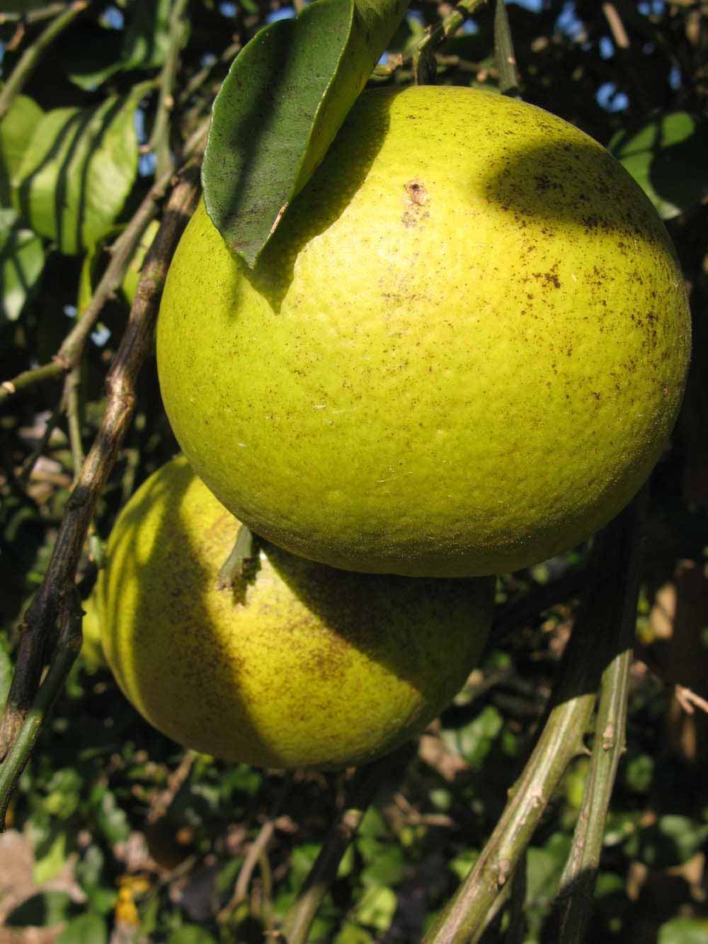              Fruit (Winter Haven, FL)       